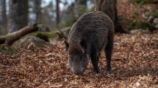 Wildschwein