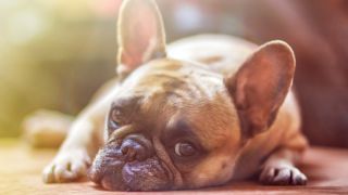 Französische Bulldogge